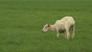 Ein abgemagertes Schaf auf einer Weide. © NDR 