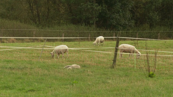 Auf einer Wiese stehen Schafe, eines von ihnen ist an der Blauzungenkrankheit verstorben. © NDR Foto: Christopher Haar