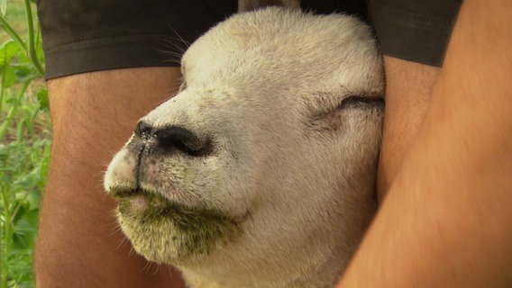 A sheep is suffering from bluetongue disease. © NDR Photo: Christopher Haar