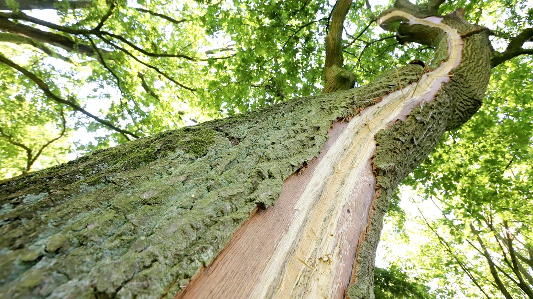 Baum nach einem Blitzeinschlag in Delmenhorst. Eine 14-Jährige ist infolge des Einschlags gestorben.