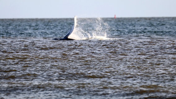 Ein Buckelwal taucht vor Norderney auf. © dpa Foto: Volker Bartels