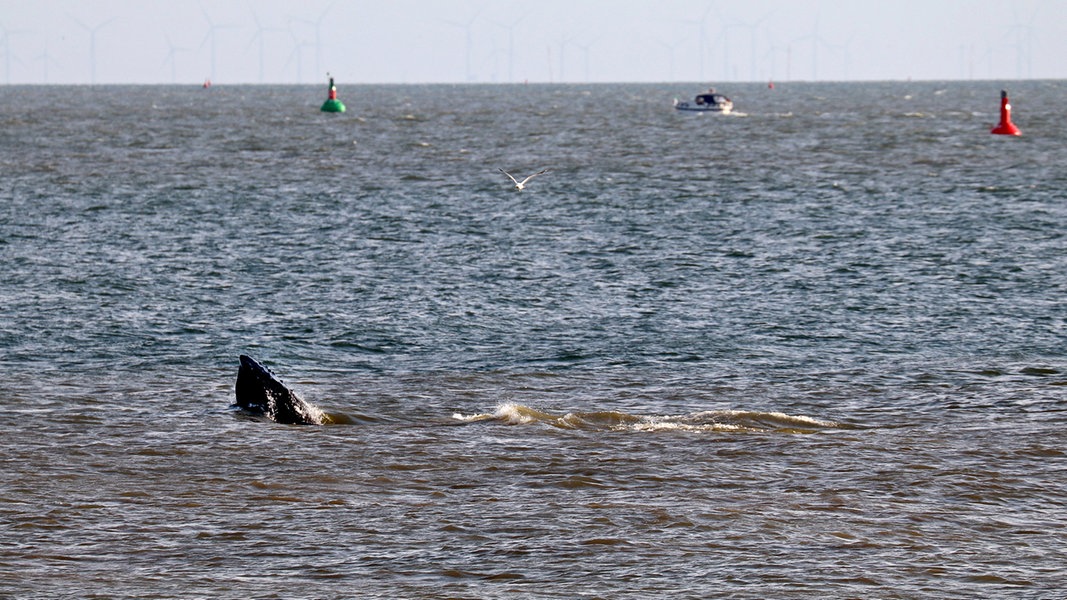 Ein Buckelwal taucht vor Norderney auf.
