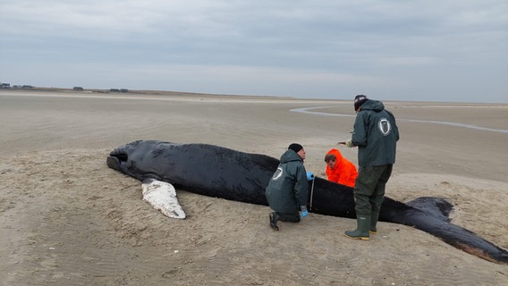 Wissenschaftler untersuchen einen toten Wal auf einer Sandbank. © Florian Packmor/NLPV 