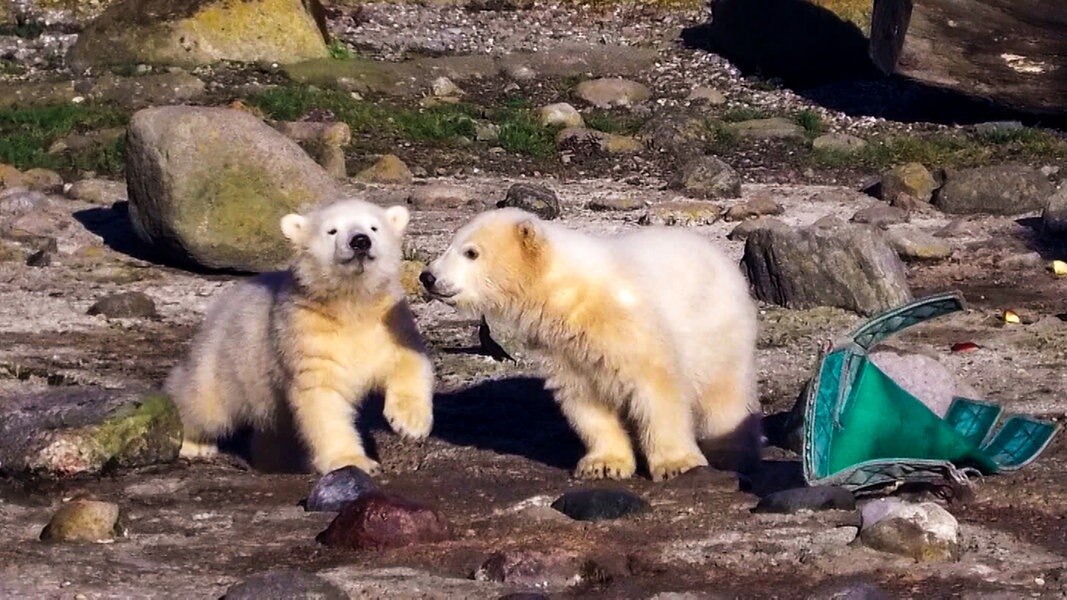 Eisbaren Zwillinge Heissen Anna Und Elsa Ndr De Nachrichten Niedersachsen Studio Oldenburg