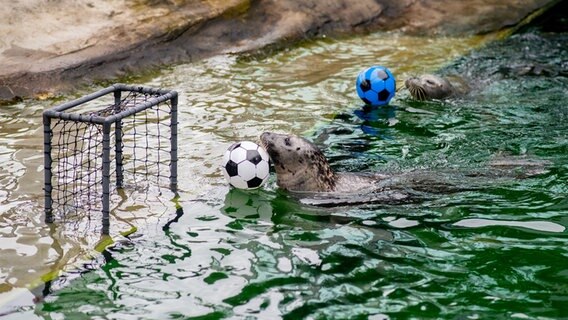 Die Seehunde "Ole" und "Paul" stupsen während der Tierfütterung einen weißen Fußball (Deutschland) und einen blauen Fußball (Schottland) durch ein Wasserbecken. © dpa Foto: Hauke-Christian Dittrich