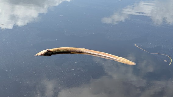 Ein toter Fisch treibt in der Jümme © NDR Foto: Pascal Klug