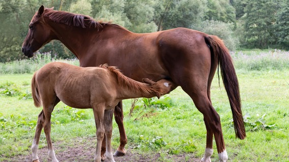 Eine Stute steht mit einem Fohlen auf einer Weide. © picture alliance / CHROMORANGE Foto: Manfred Zajac