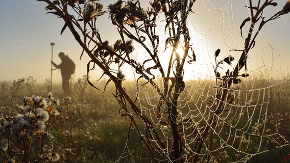 Das erstplatzierte Foto "Natur im Fokus" hat Landschaftsökologie-Studentin Leandra Nickel bei einer Exkursion zur Idagrodener Salzwiese bei Zetel aufgenommen. © Leandra Nickel Foto: Leandra Nickel