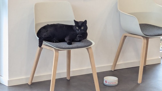 Der Kater "Gordon" sitzt auf einem Stuhl in einer Sparkasse neben einen Fressnapf. © NDR Foto: Sebastian Duden