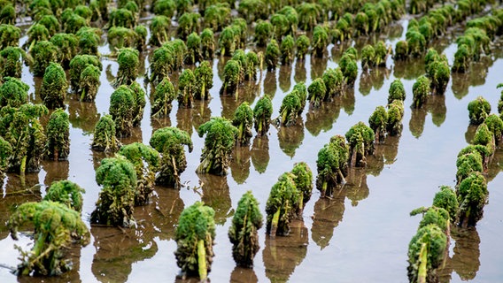 Grünkohl steht auf einem Feld in Vechta unter Wasser. Das Hochwasser beeinträchtigt den Ernteerfolg. © Hauke-Christian Dittrich/dpa Foto: Hauke-Christian Dittrich/dpa