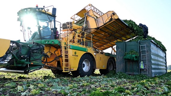 Eine Erntemaschine erntet Grünkohl auf einem Feld. © Nord-West-Media TV 