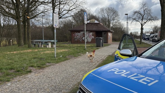 Hahn Hermann auf dem Parkplatz der A28 bei Brinkum © Polizeiinspektion Leer/Emden Foto: Polizeiinspektion Leer/Emden