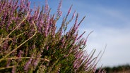 Die Heide am Pestruper Gräberfeld steht in Blüte. © Nord-West-Media TV 