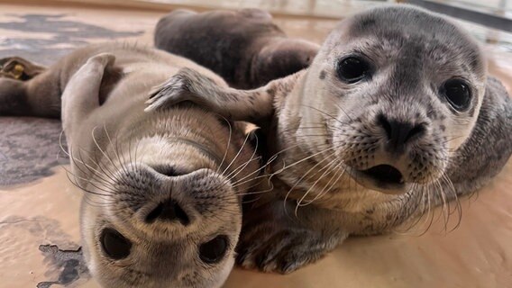 Zwei Heuler schauen in die Kamera in der Seehundstation in Norddeich. © Seehundstation Norddeich 