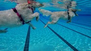 Ein Hund schwimmt in einem Freibad. © Nord-West-Media TV 