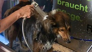 Ein Hund in einer Hundewaschanlage © NDR Foto: Thomas Stahlberg