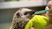 Ein Igel wird mit einer Spritze gefüttert. © NDR 