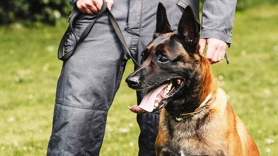 Der Polizeihund "Ivo" © Polizei Bremerhaven 
