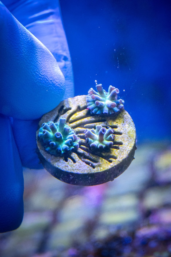Steinkorallen auf einer runden Platte unter Wasser. © dpa Bildfunk Foto: Sina Schuldt