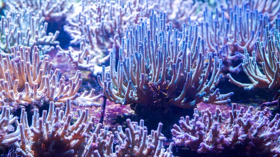Mehrere Korallen unter Wasser. © dpa Bildfunk Foto: Sina Schuldt