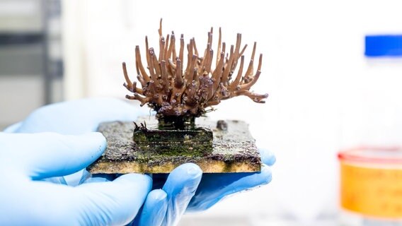 Ein Steinkoralle auf einer Platte im Labor. © dpa Bildfunk Foto: Sina Schuldt