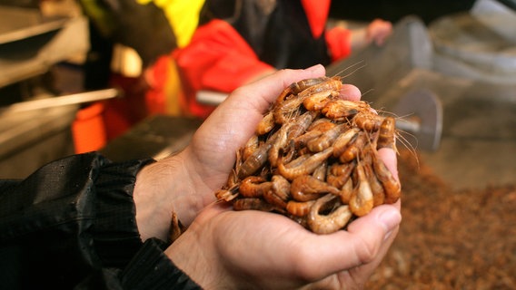 Erfolgreicher Fischfang: Zwei Hände voll mit Krabben. © dpa Bildfunk Foto: Ingo Wagner