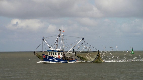 Ein Krabbenkutter mit ausgeworfenem Netz fährt auf der Nordsee, dahinter ein Schwarm Möwen. © NABU-Niedersachsen Foto: Horst Petersen