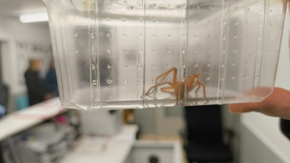 Eine Spinne mit langen Beinen ist in einer durchsichtigen Box gefangen, die von einer Hand in die Luft gehalten wird. © NDR Foto: Matthias Schuch