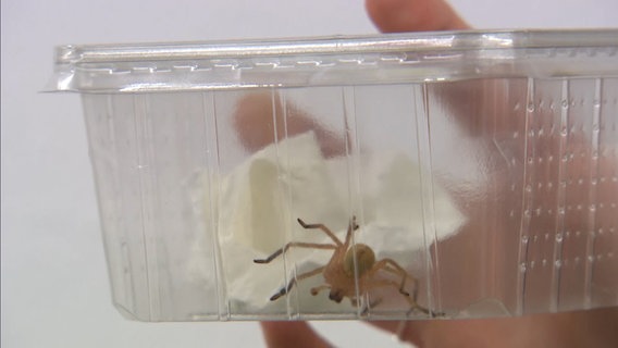 Eine Spinne mit langen Beinen ist in einer durchsichtigen Box gefangen, die von einer Hand in die Luft gehalten wird. © NDR 