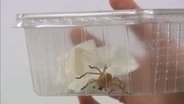 Eine Spinne mit langen Beinen ist in einer durchsichtigen Box gefangen, die von einer Hand in die Luft gehalten wird. © NDR 