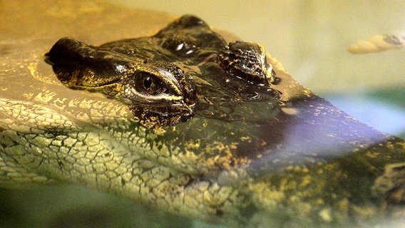 Ein Krokodil treibt an der Wasseroberfläche. © dpa-Bildfunk Foto: Carmen Jaspersen