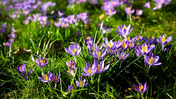 Krokusse blühen in Oldenburg. © Sina Schuldt/dpa Foto: Sina Schuldt