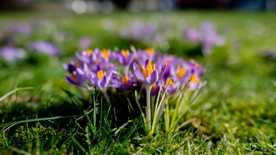 Oldenburg: Krokusse blühen im Sonnenschein auf einer Wiese im Stadtnorden © picture alliance Foto: Hauke-Christian Dittrich