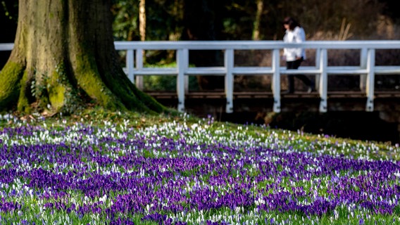 Oldenburg: Zahlreiche Krokusse blühen auf einer Wiese im Schlossgarten der Stadt. © dpa-Bildfunk Foto: Hauke-Christian Dittrich