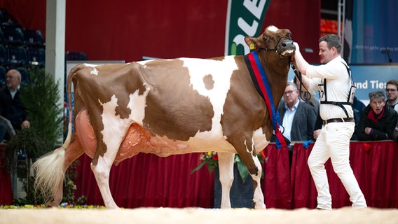 Kuh "Helene", die den Titel "Miss Ostfriesland 2025" gewonnen hat. © dpa Foto: Sina Schuldt