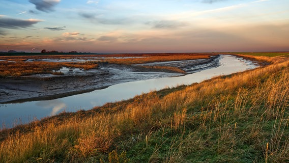 Naturschutzgebiet Langwarder Groden im Nationalpark Wattenmeer, Butjadingen. © picture alliance / imageBROKER | Foto: Wolfgang Schomberg