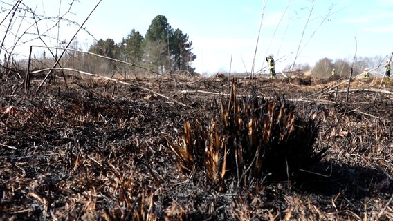 Feuerwehrleute löschen einen Flächenbrand in einem Moorgebiet. © TeleNewsNetwork 