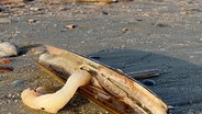 Eine tote Schwertmuschel liegt am Strand von Norderney. © NonstopNews 