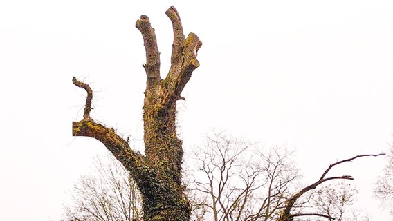 Ein Baum (Naturdenkmalbaum) in Hude (Landkreis Oldenburg) soll gefällt werden. © Landkreis Oldenburg 