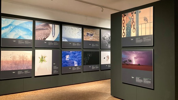 Das Bild zeigt den Ausstellungsraum des Europäischen Naturfotograf-Wettbewerbs in Verden. © GDTENJ2024 