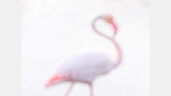 Das Bild zeigt Jan Lessmanns "Flamingo". © GDTENJ2024 Foto: jan Lessmann