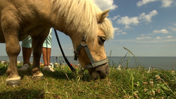 Ein Pony frisst Gras, im Hintergund der Strandbereich in Cuxhaven. © NDR 