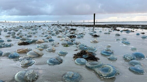 Hunderte blaue, tote Wurzelmundquallen liegen am Weststrand der ostfriesischen Insel Norderney. © Volker Bartels/dpa Foto: Volker Bartels