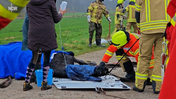 Ein Feuerwehrmann tätschelt ein Pferd, das tiermedizinisch versorgt wird, nachdem es aus einem Graben im Ammerland gerettet worde ist. © NonstopNews 