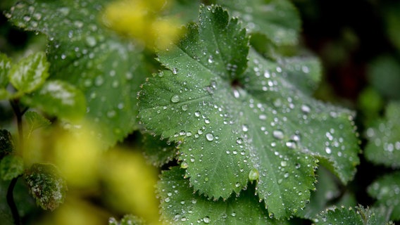 Zahlreiche Regentropfen haben sich nach einem Regenschauer auf einem Blatt der Pflanze Frauenmantel gesammelt. © Hauke-Christian Dittrich/dpa Foto: Hauke-Christian Dittrich