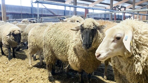 Schafe vor dem Scheren. © NDR Foto: Peter Becker