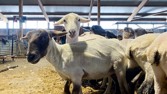 Geschorene Schafe stehen in Wersabe (Landkreis Cuxhaven) im Stall. © NDR Foto: Peter Becker