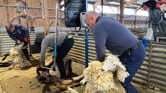 Schafschrer aus Polen scheren in Wersabe (Landkreis Cuxhaven) Schafe. © NDR Foto: Peter Becker