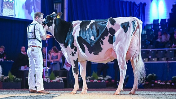 Die Gewinnerin der "Schau der Besten" in Verden 2025: die Kuh "O Katy". © Masterrind Foto: Mathias Penn