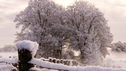 Schneelandschaft mit Schnee auf Pfosten und Bäumen. © NonstopNews 